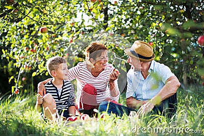 A senior couple with small grandson in apple orchard eating apples. Stock Photo