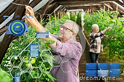 Senior couple working at farm greenhouse Stock Photo