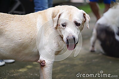 Senior cream color labrador dog with small wart on his face Stock Photo