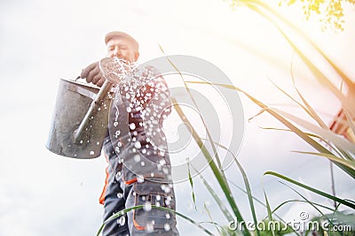 Senior elderly man with gray beard is pouring watering can in vegetable garden of plant Stock Photo