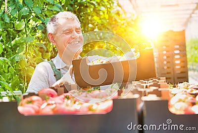 Senior farmer arranging tomatoes in crate with yellow lens flare in background Stock Photo