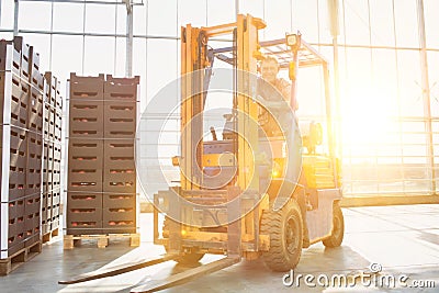 Senior farmer driving forklift in greenhouse with yellow lens flare in background Stock Photo