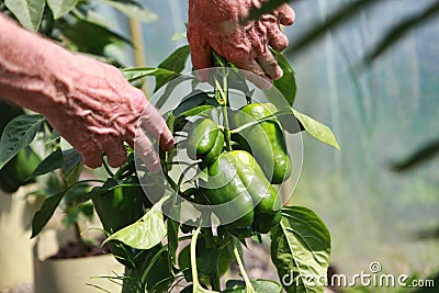 Senior farmer examining green pepper bush with peppers Stock Photo