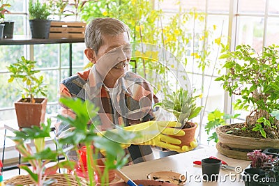 A senior farmer pruning a tree. Happy retired man pruning a shrub at home Stock Photo