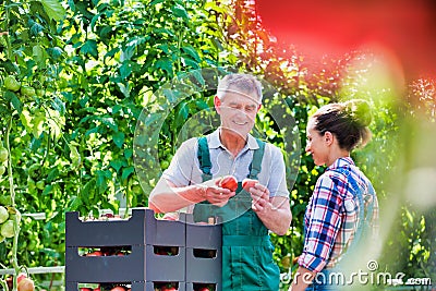 Portrait of senior farmer showing tomatoes to young farmer at greenhouse Stock Photo