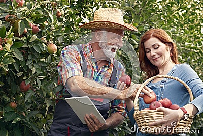 Senior fruit grower picking apples for quality control Stock Photo