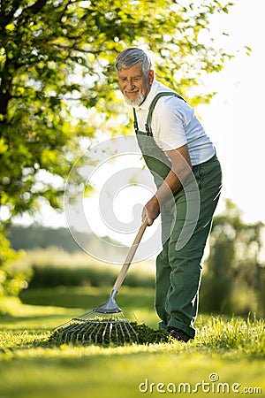 Senior gardener raking the lawn after mowing it Stock Photo