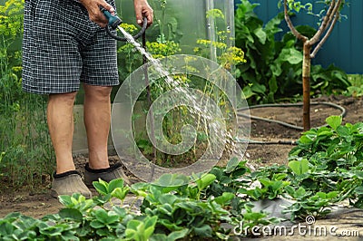 A senior gardener watering young strawberry bushes in a garden for growth boost with shower watering gun. Organic gardening, Stock Photo