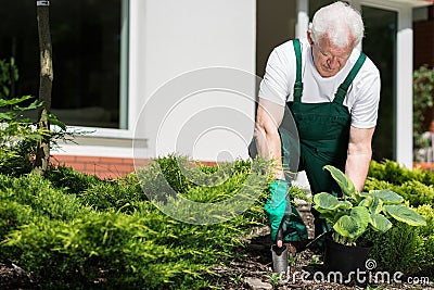 Senior gardener working Stock Photo