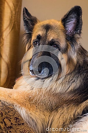 Senior German Shepherd Alsation waits for her people to return home Stock Photo