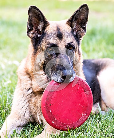 Senior German Shepherd Dog with Frisbee resting in grass. Outdoor animal theme Stock Photo