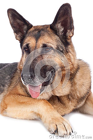 Senior german shepherd dog Stock Photo