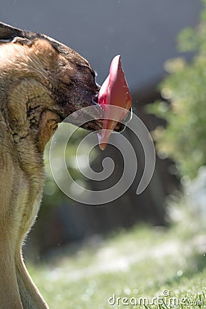 Senior German Shepherd Dog shaking Frisbee playing in grass. Beautiful old dog with white muzzle and red Frisbee Stock Photo
