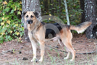 Senior German Shepherd and Hound mix breed dog male outside on leash Stock Photo