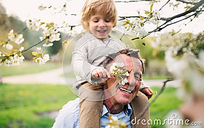 Senior grandfather with toddler grandson standing in nature in spring. Stock Photo