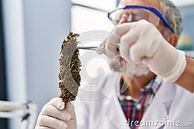 Senior grey-haired man scientist holding cannabis herb with tweezers at laboratory Stock Photo