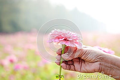 Senior hands holding pink flowers in a large outdoor garden. Stock Photo