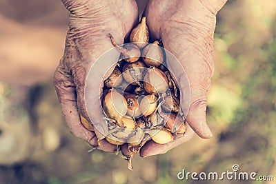 Senior hands holding onions. Stock Photo