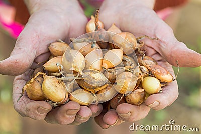 Senior hands holding onions. Stock Photo