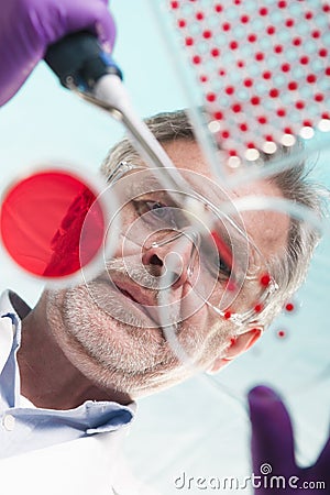 Senior life science researcher grafting bacteria. Stock Photo