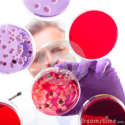 Senior life science researcher grafting bacteria. Stock Photo