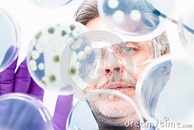 Senior life science researcher grafting bacteria. Stock Photo