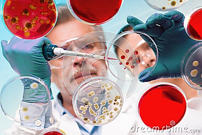 Senior life science researcher grafting bacteria. Stock Photo