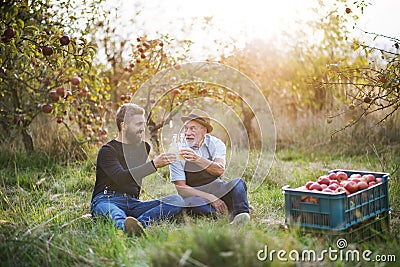 A senior man with adult son holding bottles with cider in apple orchard in autumn. Stock Photo