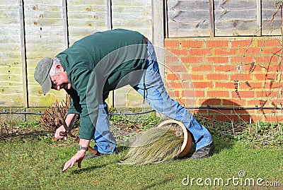 Senior man fallen over. Garden accident. Stock Photo