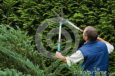 Senior man gardener cut a hedge Stock Photo