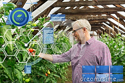 Senior man growing tomatoes at farm greenhouse Stock Photo