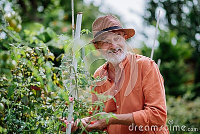 Senior man harvesting cherry tomatoes in his garden. Stock Photo