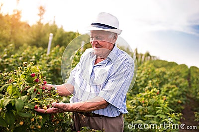 Senior man picking blackberries Stock Photo