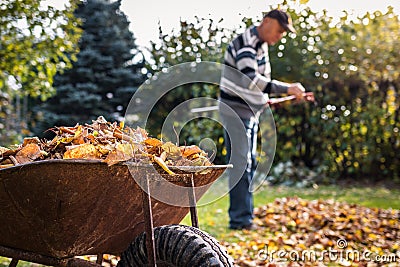 Senior man raking leaf from lawn in garden Stock Photo