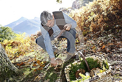 Senior man searching for ceps in forest Stock Photo