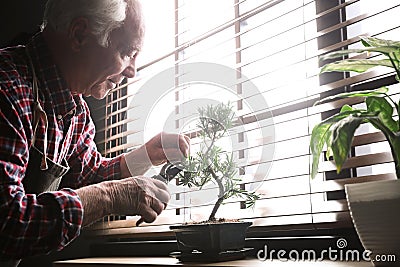 Senior man taking care of Japanese bonsai plant near window indoors. Creating zen atmosphere at home Stock Photo