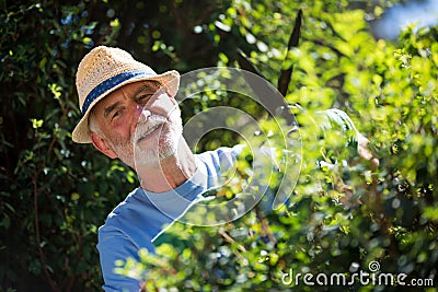 Senior man trimming plants with pruning shears Stock Photo