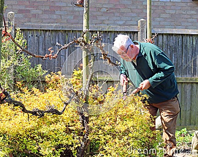 Senior man using shears to cut a hedge in Garden. Stock Photo