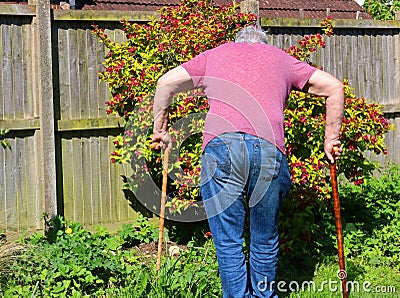 Senior man walking sticks or canes. Arthritis. Stock Photo