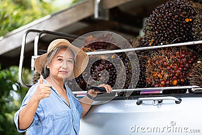Senior owner Asia woman showing the bunch of red palm seed on car truck Stock Photo
