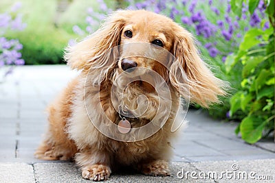 Longhair dachshund dog outside in summer. Stock Photo