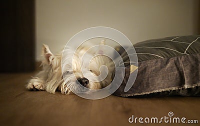 Senior sleeping Westie dog bedside bed Stock Photo