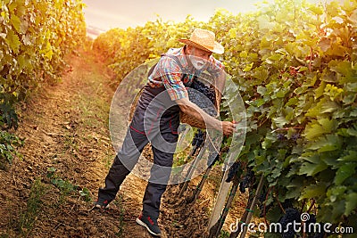 Senior winemaker harvesting grape Stock Photo