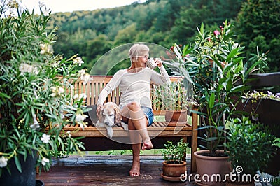 A senior woman with a dog and coffee sitting outdoors on a terrace in summer. Stock Photo