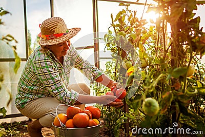 Senior woman farmer gathering crop of tomatoes at greenhouse on farm. Farming, gardening concept Stock Photo