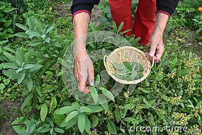 Senior woman gardener hands picking in basket fresh sage Salvia Stock Photo