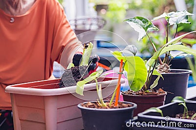 Senior woman gardener holding trowel with fertilize with young plant . Stock Photo