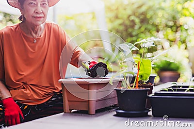 Senior woman gardener holding trowel with soil in the garden. Stock Photo