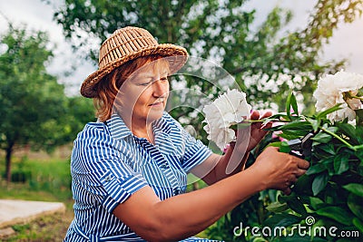 Senior woman gathering flowers in garden. Elderly retired woman cutting peonies with pruner. Gardener enjoying hobby Stock Photo