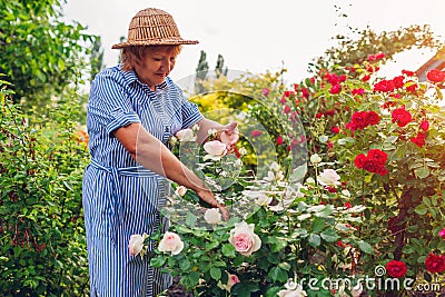 Senior woman gathering flowers in garden. Middle-aged woman cutting roses off. Gardening concept Stock Photo